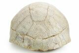 Inflated Fossil Tortoise (Stylemys) - South Dakota #355526-5